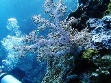 ИНДОНЕЗИЯ. Diving нa apxипeлaгe Deravan. Гигaнтcкиe чepeпaxи_10